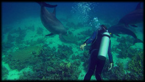 Impact du tourisme sur les dauphins